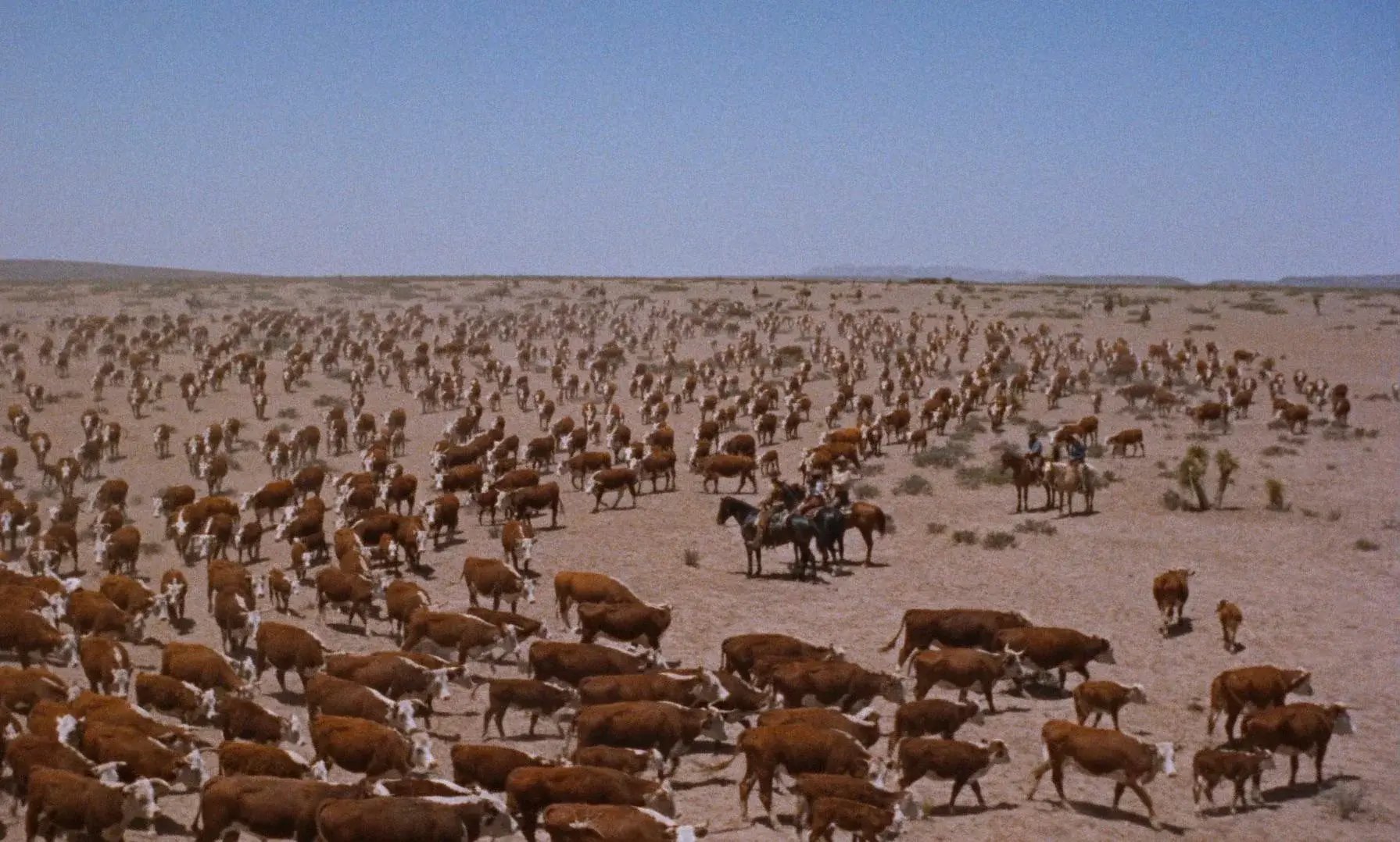 A couple of cattle herders in the middle of a giant sea of cattle under a clear Texas sky.